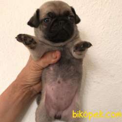 2 Aylık Dişi Ve Erkek PUG Yavrularım 4