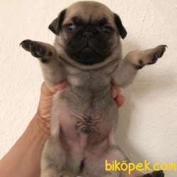 2 Aylık Dişi Ve Erkek PUG Yavrularım 1