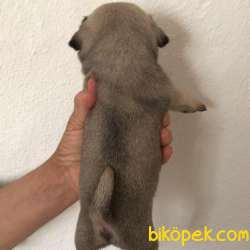2 Aylık Dişi Ve Erkek PUG Yavrularım 2