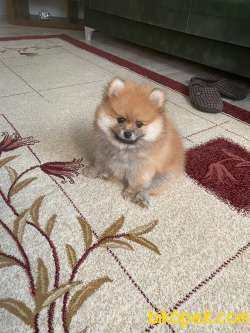 2 AYLIK ERKEK POMERANİAN 3