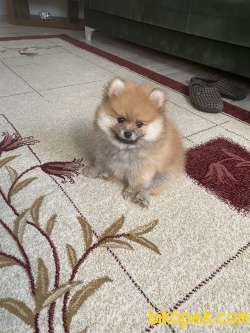 2 AYLIK ERKEK POMERANİAN 4