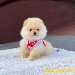 2 Aylık Erkek Pomeranian BOO Yavrum 5