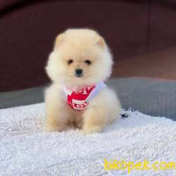 2 Aylık Erkek Pomeranian BOO Yavrum 3