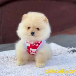 2 Aylık Erkek Pomeranian BOO Yavrum 2