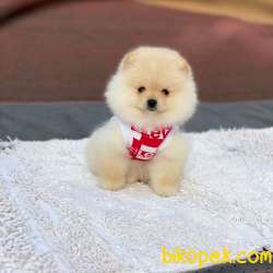 2 Aylık Erkek Pomeranian BOO Yavrum 1
