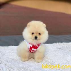 2 Aylık Erkek Pomeranian BOO Yavrum 4