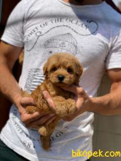 2 Aylık F1 Maltipoo Kızım “COOKİE” 1