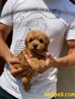 2 Aylık F1 Maltipoo Kızım “COOKİE” 3