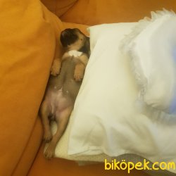 2 Aylik French Bulldog 1