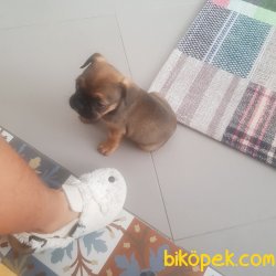 2 Aylik French Bulldog 3