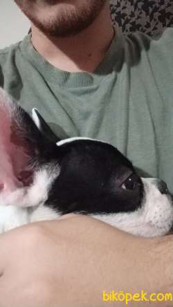 4 Aylık French Bulldog 2