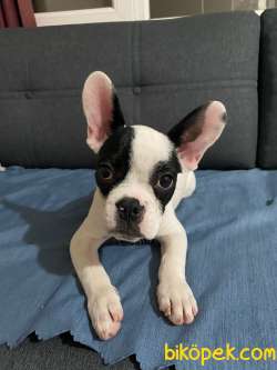 4 Aylık French Bulldog 1