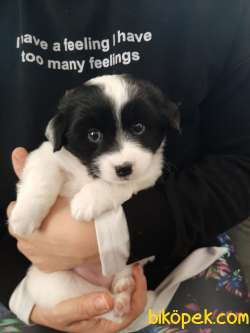 2 Aylik Havanese Terrier 2
