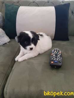 2 Aylik Havanese Terrier 1
