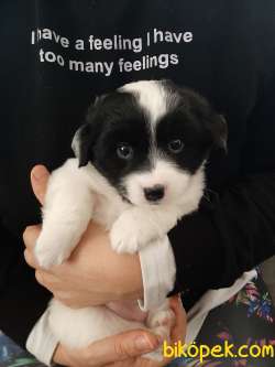 2 Aylik Havanese Terrier 3