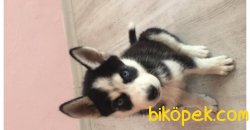 2 AYLIK HUSKY YAVRUSU 1