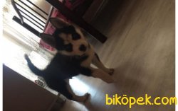 2 AYLIK HUSKY YAVRUSU 2