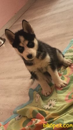 2 AYLIK HUSKY YAVRUSU 5