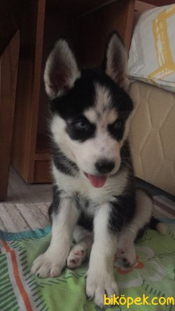2 AYLIK HUSKY YAVRUSU 4