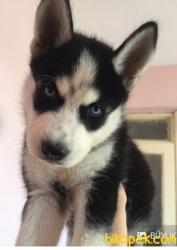 2 AYLIK HUSKY YAVRUSU 3