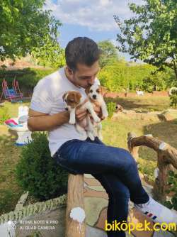 2 Aylık Jack Russel Yavrularımıza Yuva Arıyoruz Anne Baba SRCLİ 3