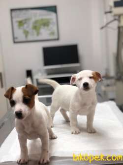2 Aylık Jack Russel Yavrularımıza Yuva Arıyoruz Anne Baba SRCLİ 1