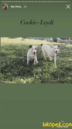 2 Aylık Jack Russel Yavrularımıza Yuva Arıyoruz Anne Baba SRCLİ 2