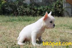 2 Aylık Kar Beyazı French Bulldog 2