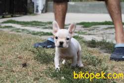 2 Aylık Kar Beyazı French Bulldog 3