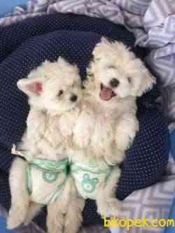 2 Aylik Maltese Terrier 2