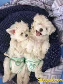 2 Aylik Maltese Terrier 1