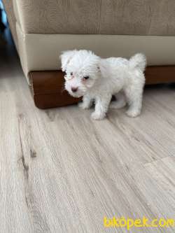 2 Aylık Maltese Terrier Kar Beyaz 5
