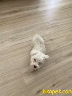 2 Aylık Maltese Terrier Kar Beyaz 2