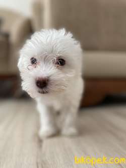 2 Aylık Maltese Terrier Kar Beyaz 4