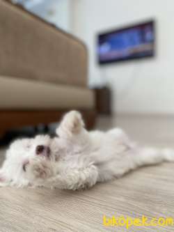 2 Aylık Maltese Terrier Kar Beyaz 3