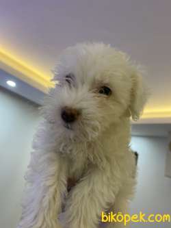 2 Aylık Maltese Terrier Kar Beyaz 1
