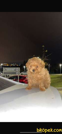 2 Aylik Maltipoo 2