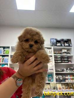 2 Aylik Maltipoo