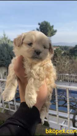 2 Aylık Maltipoo Erkek Yavru 1