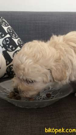 2 Aylık Maltipoo Erkek Yavru 3
