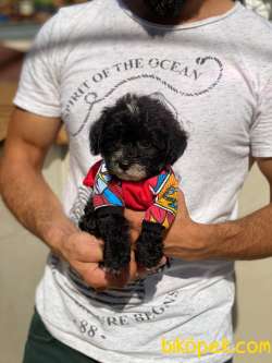 2 Aylık Maltipoo Oğlum “BOBO” 2