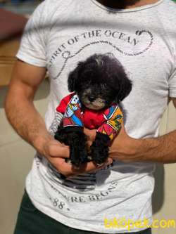 2 Aylık Maltipoo Oğlum “BOBO” 1