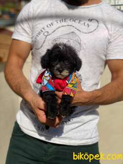 2 Aylık Maltipoo Oğlum “BOBO” 3