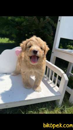 2 Aylık  Maltipoo Yavrumuzu Sahiplendiriyoruz 3