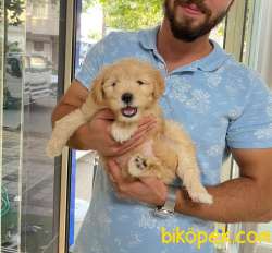 2 Aylık  Maltipoo Yavrumuzu Sahiplendiriyoruz 1