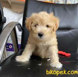 2 Aylık  Maltipoo Yavrumuzu Sahiplendiriyoruz 2