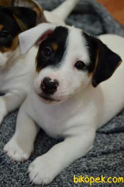 2 AYLIK ORJİNAL JACK RUSSELL  YAVRU 1