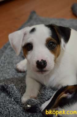 2 AYLIK ORJİNAL JACK RUSSELL  YAVRU 5