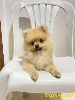 2 Aylık Pomeranian Boo 4