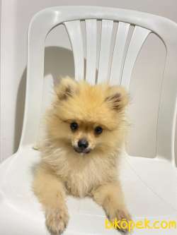 2 Aylık Pomeranian Boo 1